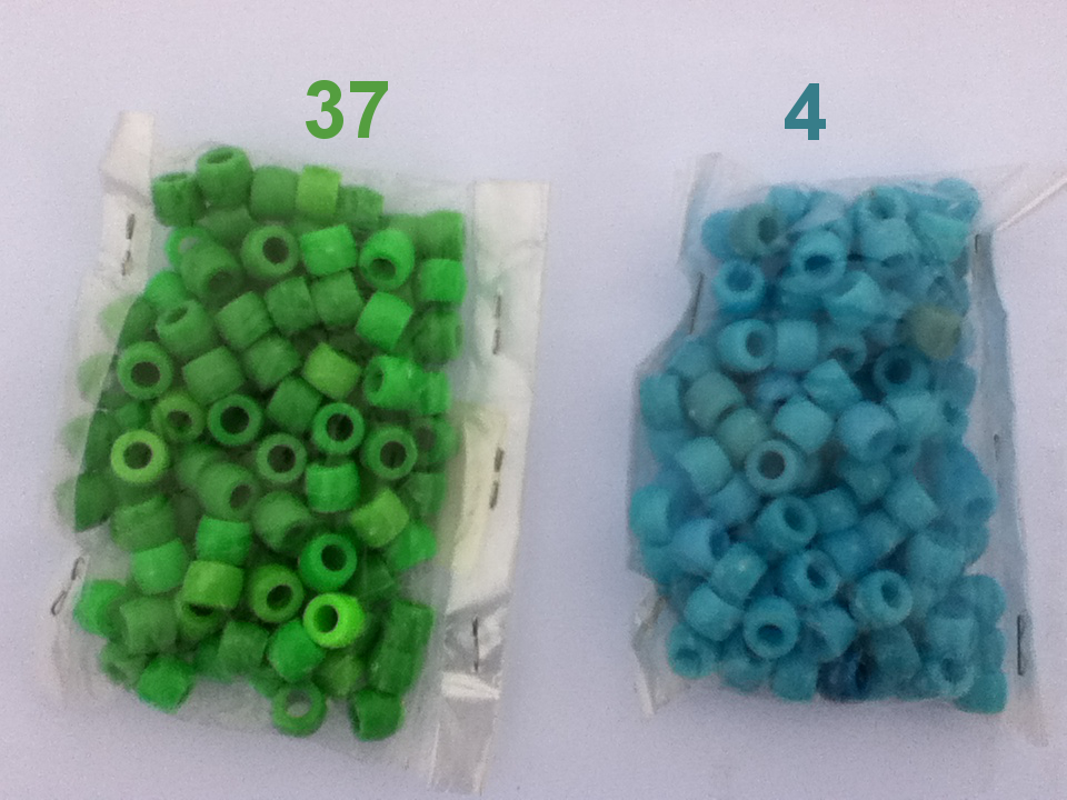 green and blue plastic beads in two separate, transparent packets with numbers above them showing how many of each kind were chosen to be of the color named green by people in Dipru, Khotang
