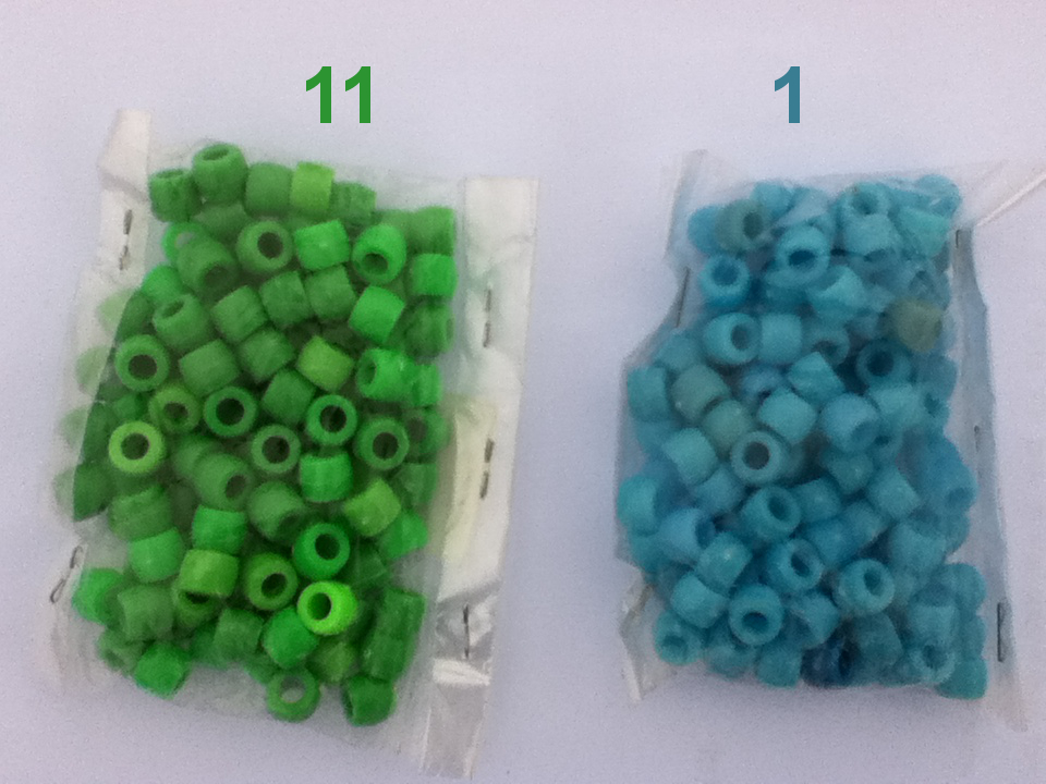 green and blue plastic beads in two separate, transparent packets with numbers above them showing how many of each kind were chosen to be of the color named green by people in Mauretham, Khotang
