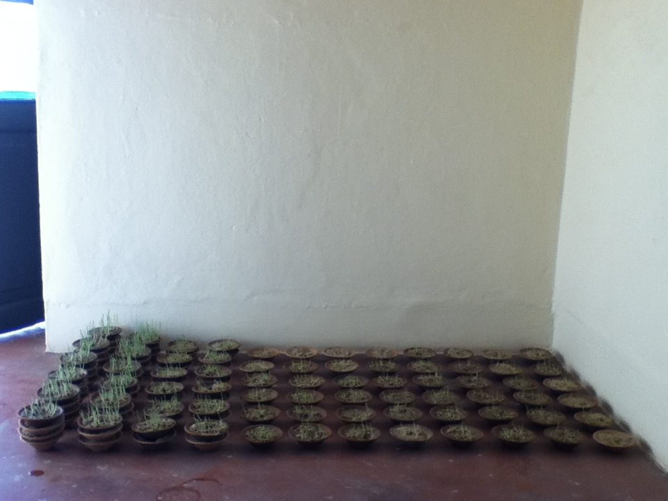 a photograph of an experiment in preparation for the installation jamaraa narahalaa