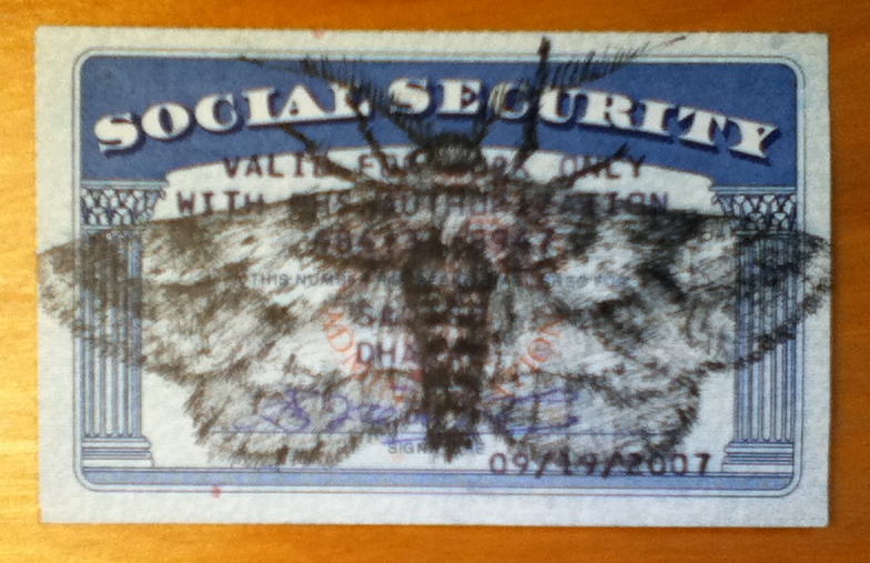photograph of a moth drawn on a government-issued identity card